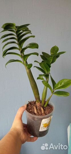 Замиокулькас Зензи