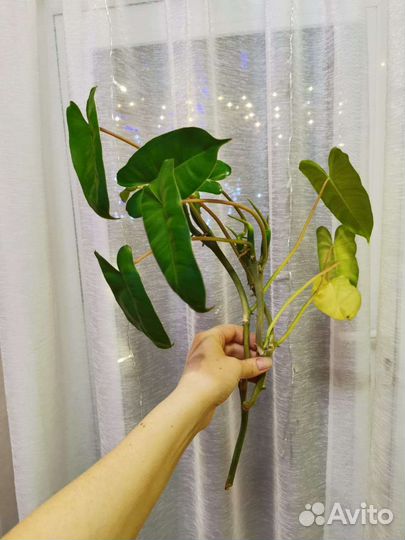 Филодендрон Бурле Маркс