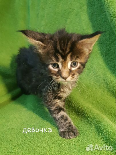 Котята мейн-кун