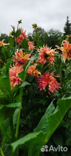 Клубника георгины