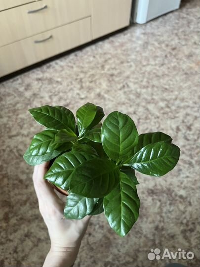 Кофе арабика