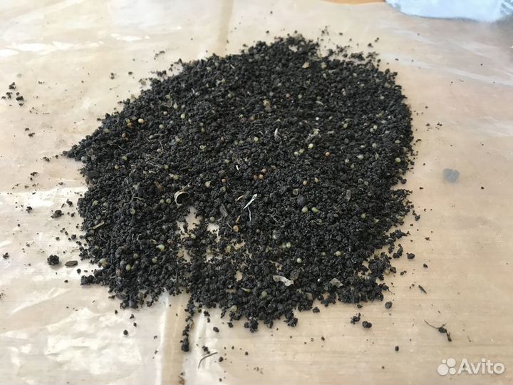 Коконы красного калифорнийского червя