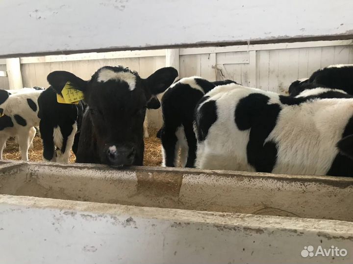 Крс, бычки, телки