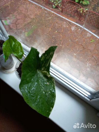 Сингониум Podophyllum varieqata