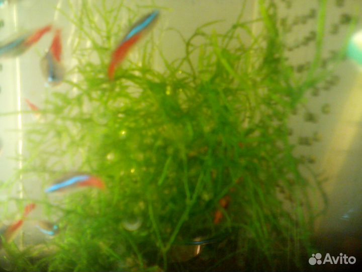 Аквариумы от 4-х л. до 126 л. + рыбки 15 видов