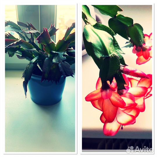 Декабрист шлюмбергера