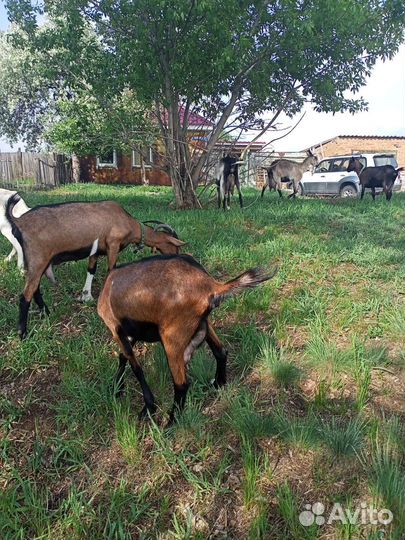 Козы дойные