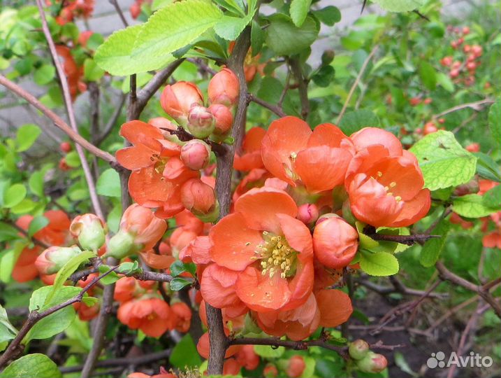 Спиреи,крушина,декор.кустарники