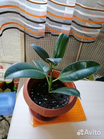 Фикус, Замиакулькас