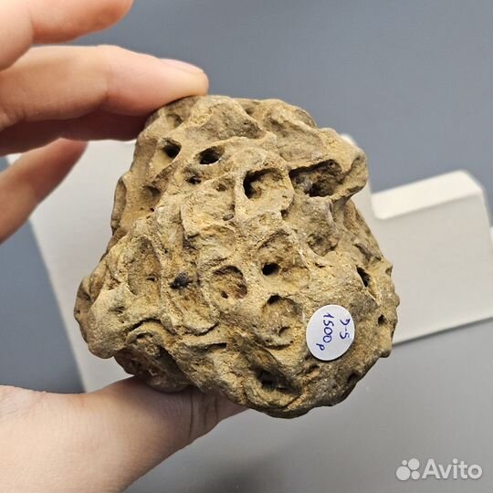 Окаменелая морская губка