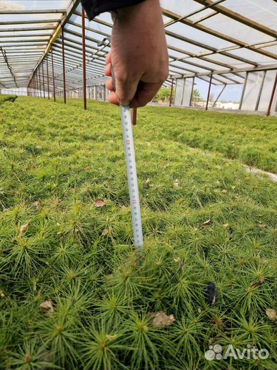 Сеянцы ели европейской зкс