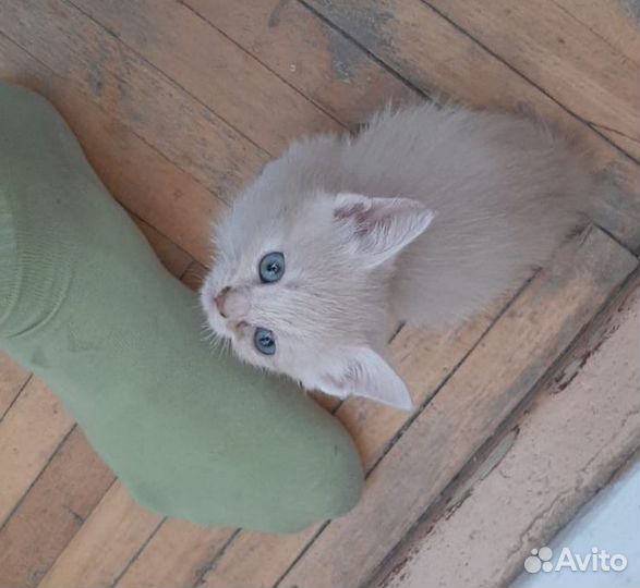 Котик и кошечка в дар