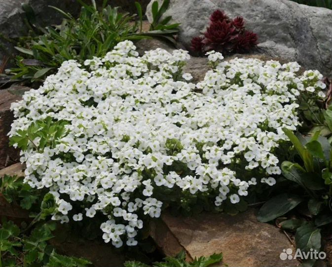 Арабис Кавказский