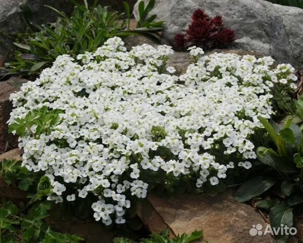 Арабис Кавказский