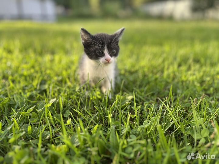 Отдам в добрые руки котят