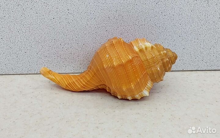Циматиум Пурам 11 морская ракушка раковина