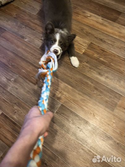 Игрушки из флиса для собак ручной работы