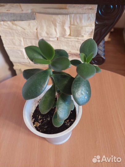 Толстянка (денежное дерево)