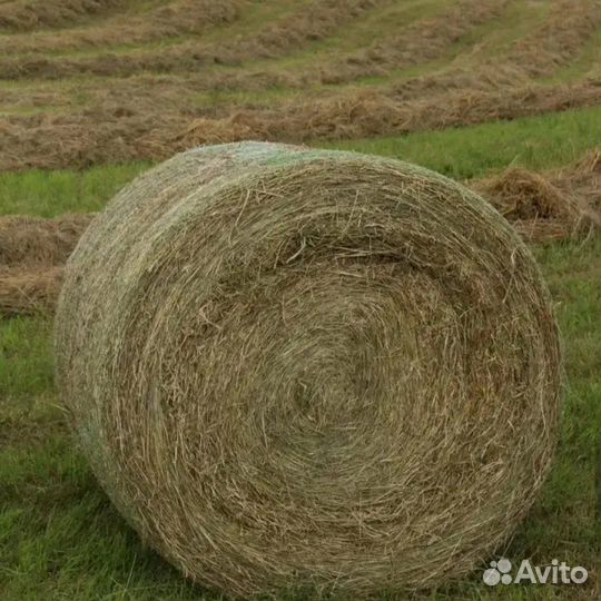 Сено, солома