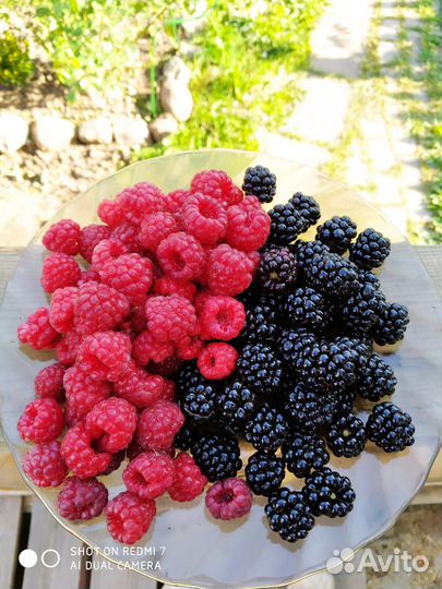 Саженцы малины и ежевики бесшипной