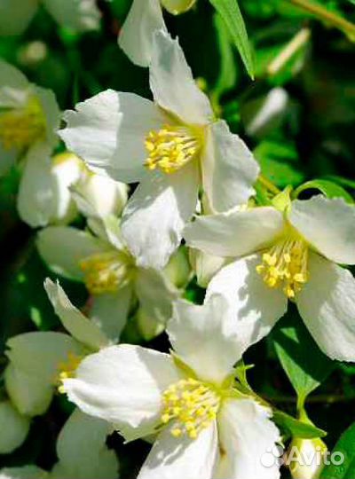 Земляничный чубушник