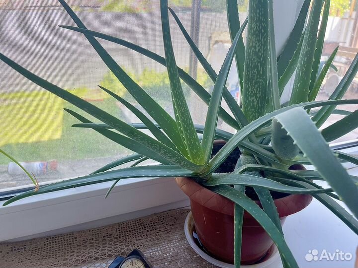 Взрослые кусты Алоэ Вера домашнее растение