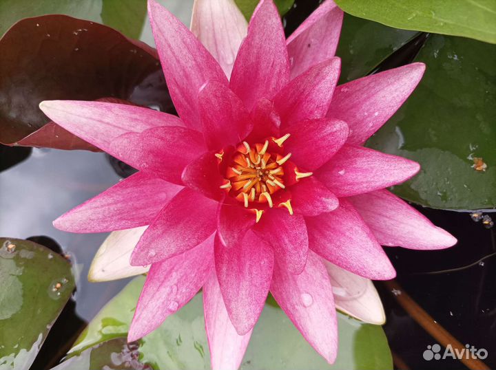 Нимфея для пруда