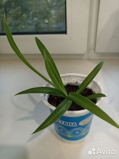 Хлорофитум