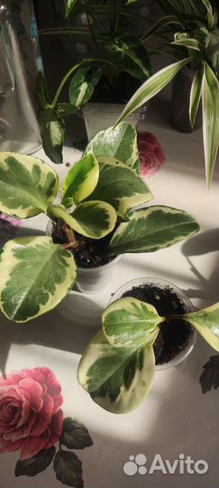 Цветы обмен