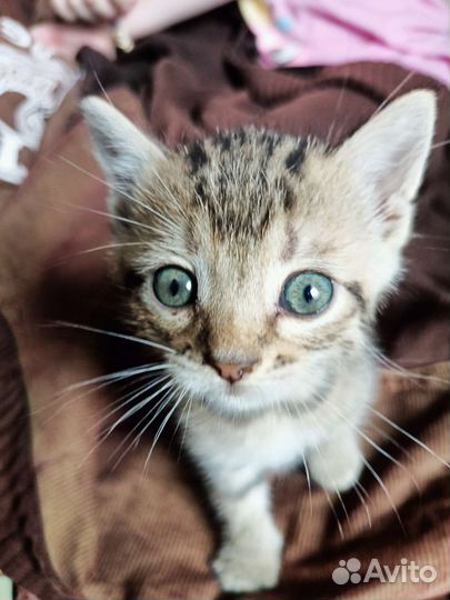 Котята в добрые руки бесплатно