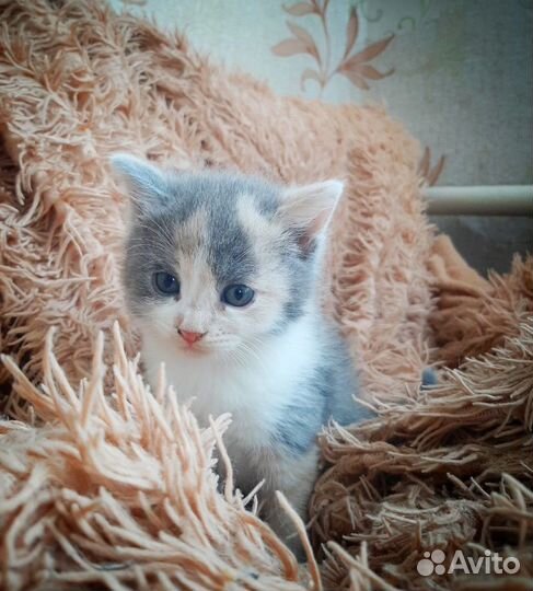 Котята в добрые руки бесплатно