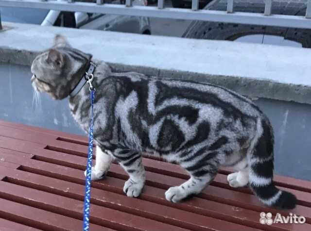 Женихи для кошечки