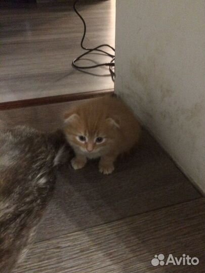 Вислоухие котята