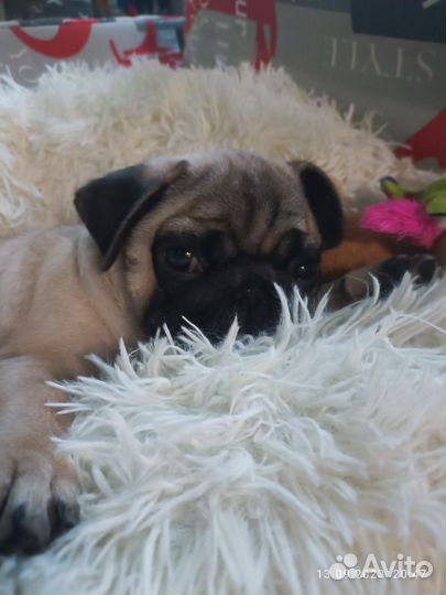 Щенки Мопсов