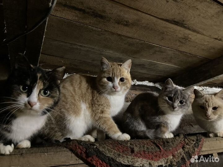 Коты,котята в хорошие руки