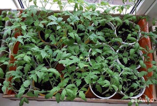 Рассада томатов разных сортов