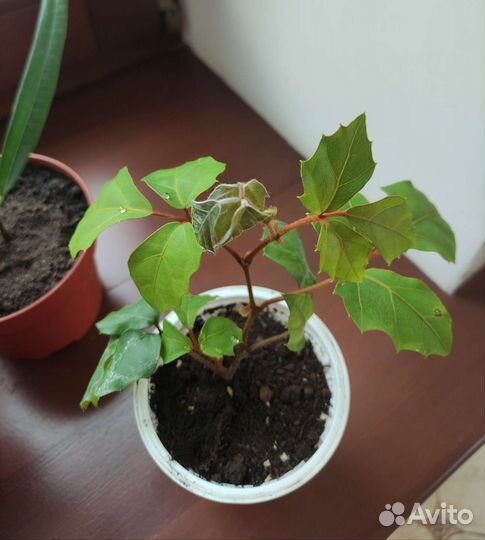 Комнатные цветы