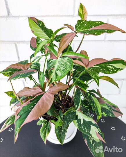 Сингониум ред спот триколор