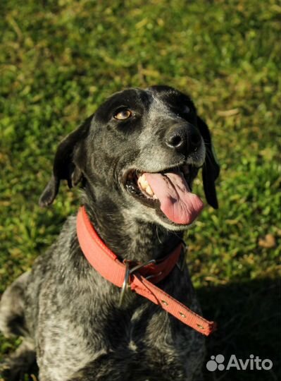 Курцхаар в добрые руки