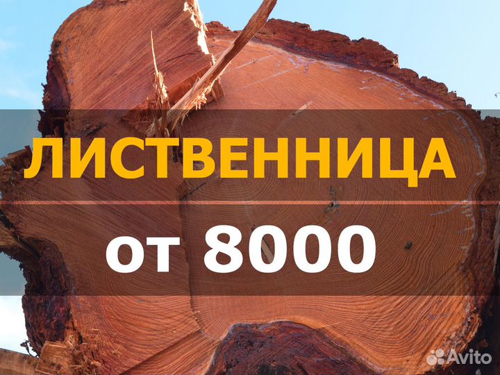 Лиственница