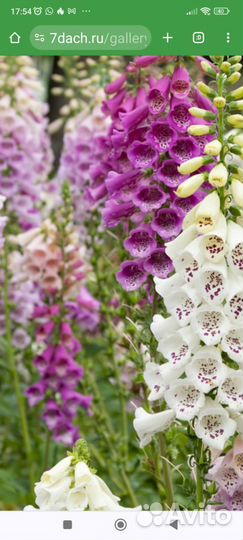 Папоротник, наперстянка, тысячелистник розовый