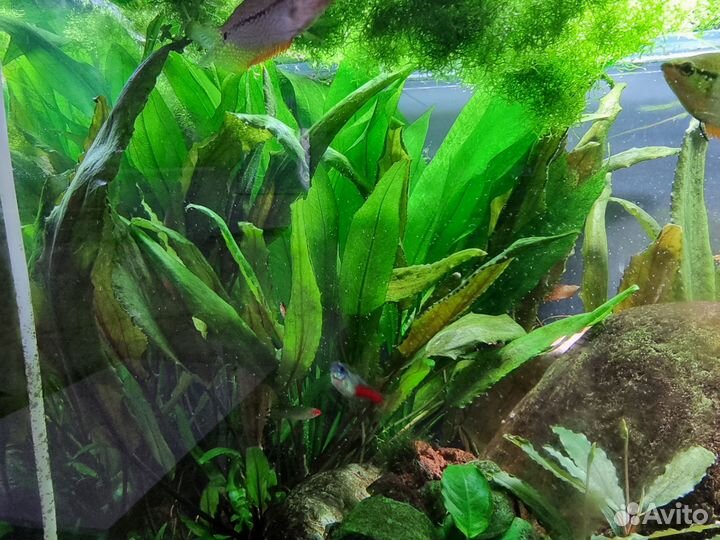 Криптокарины растения для аквариума