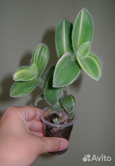 Силламонтаны,эпифиллумы,крестовник,рипсалис,хатиор