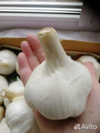Чеснок на посадку