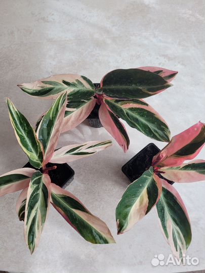 Строманта триколор