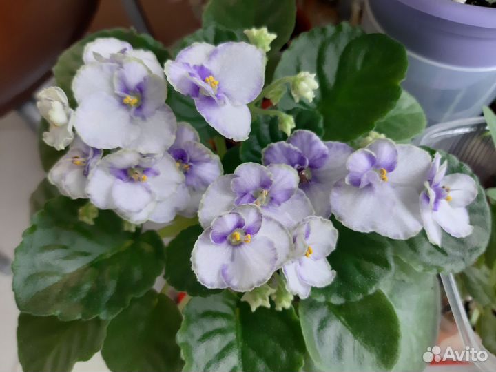 Фиалки сортовые