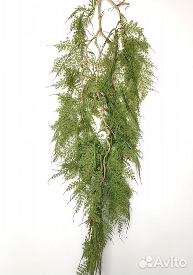 Растения для дома спаржа опт