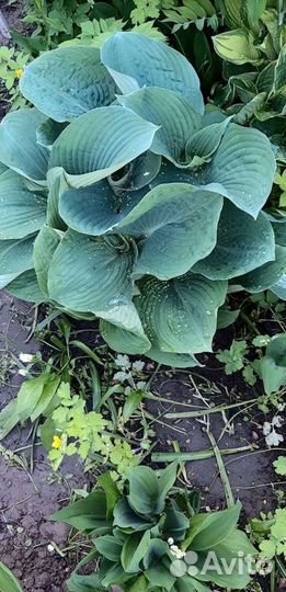 Многолетние садовые цветы