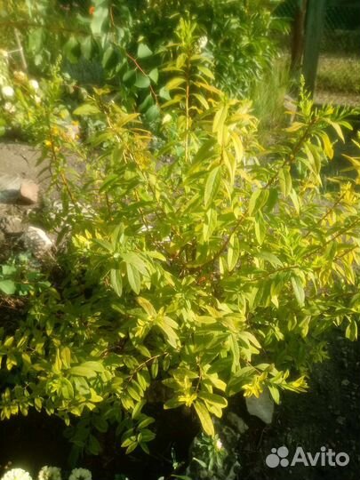 Йошта, ежемалина Кумберленд и др