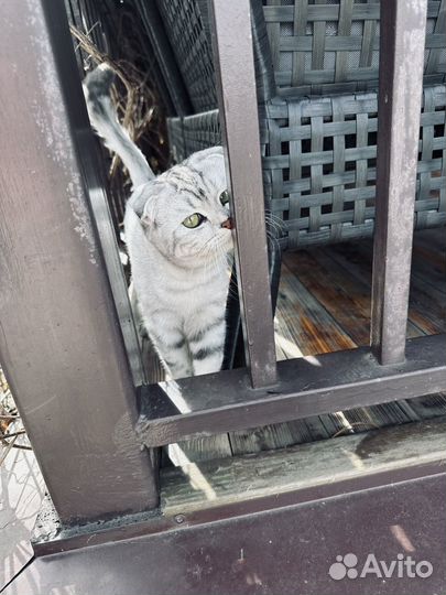 Кошка Британка чистокровная